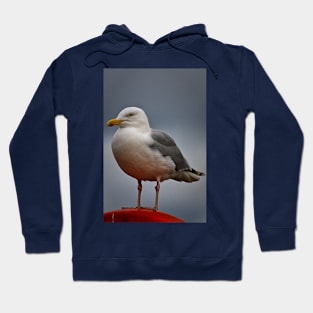 The Gull who thought he was a Robin! Hoodie